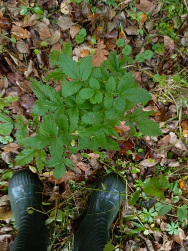 European mountain ash