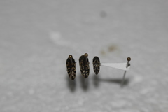 Acmaeodera mixta