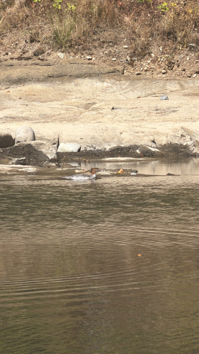 Common Merganser
