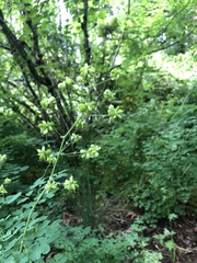 Thalictrum fendleri polycarpum