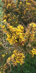 Ulex europaeus