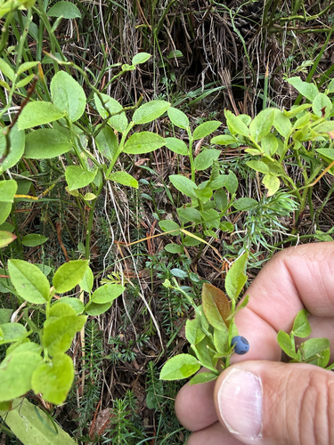 common bilberry