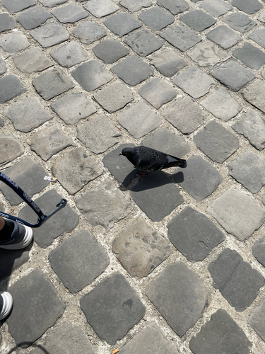 Rock Pigeon