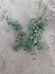 Abronia elliptica, photograph (c) Kenzie Anderson-Bell, some rights reserved (CC BY)