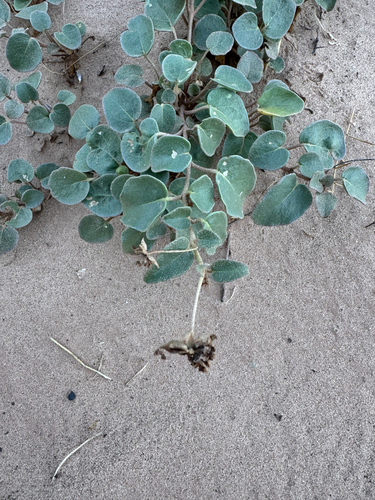 Abronia elliptica