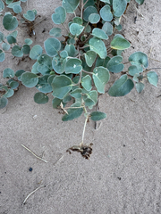 Abronia elliptica
