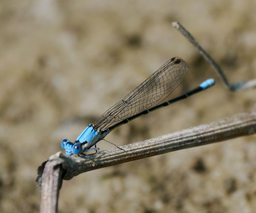 Blue-fronted Dancer