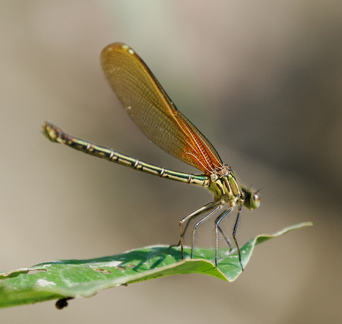 American Rubyspot