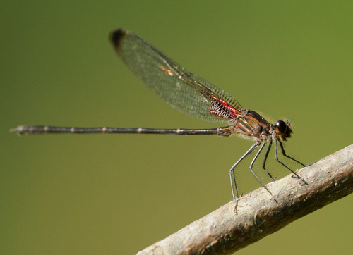 Smoky Rubyspot