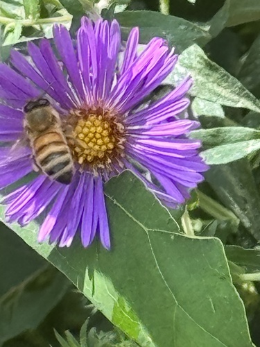 Western Honey Bee