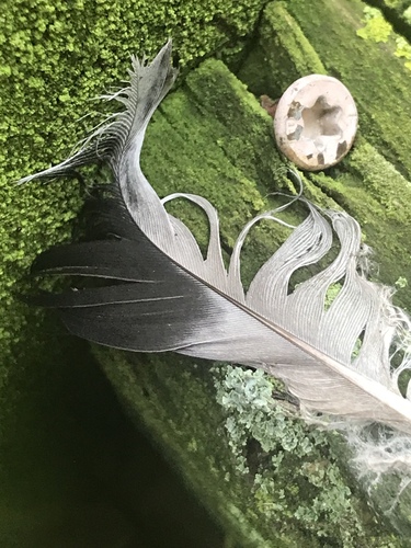 Feral Pigeon