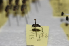Acmaeodera mixta