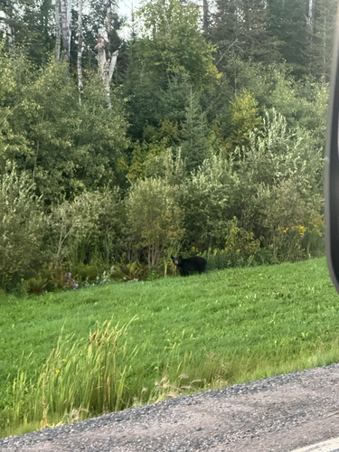 American Black Bear