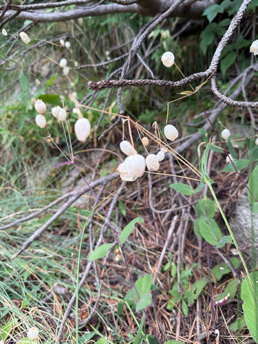 bladder campion