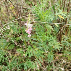 Onobrychis viciifolia, photograph (c) Полина Полежанкина, some rights reserved (CC BY)
