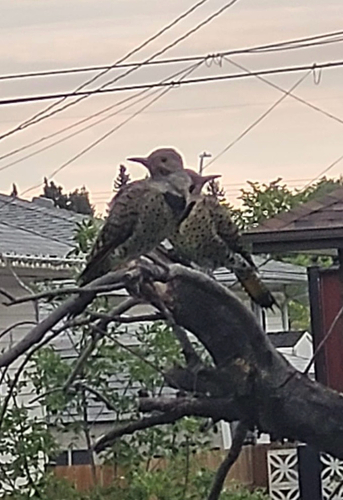 Northern Flicker