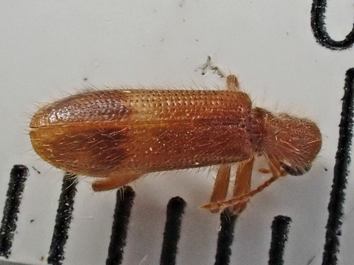 Cymatodera