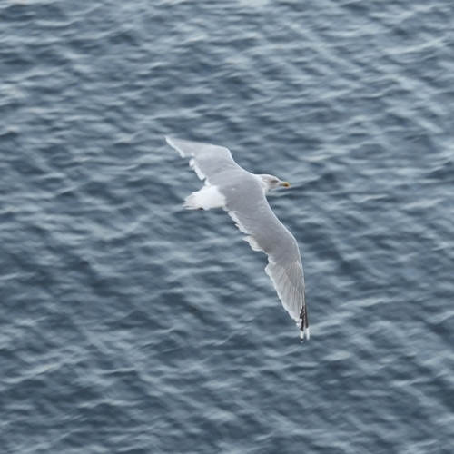 European Herring Gull