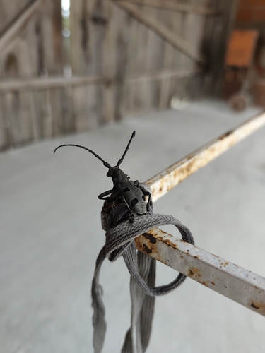 Morimus funereus