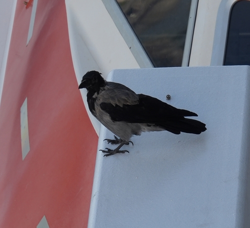 Hooded Crow