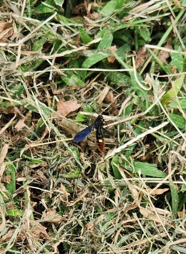 Blue-winged Scoliid Wasp