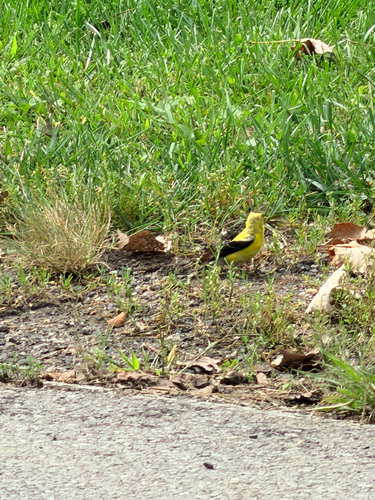 American Goldfinch