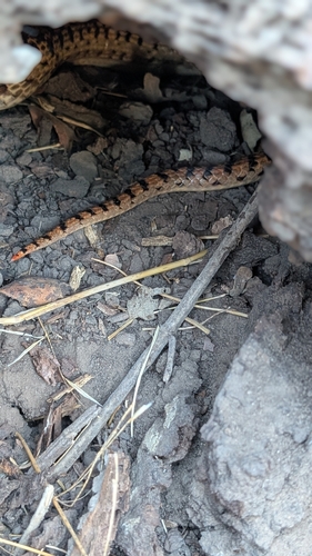 Gopher Snake