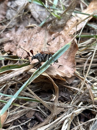 Cedar Beetle