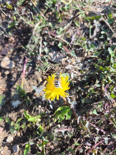 Yellow-shouldered Drone Fly