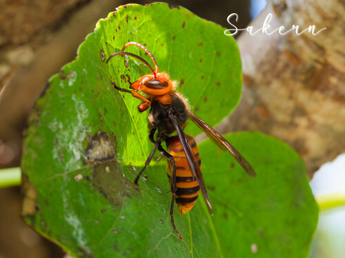 Yellow-vented Hornet