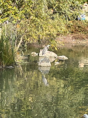 Great Blue Heron