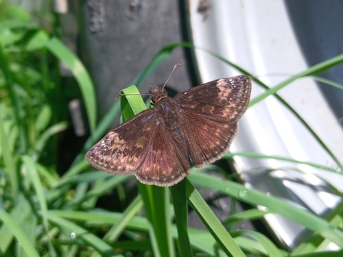 Wild Indigo Duskywing