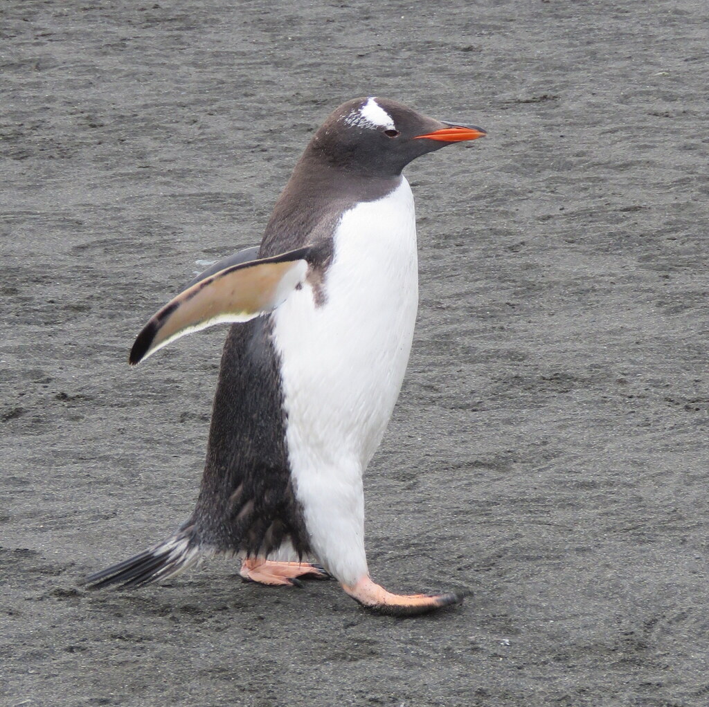 Gentoo penguin walking on dark wet ground, with orange bill and white head patch, photographed on South Georgia
