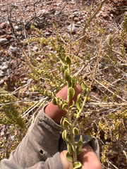 Mortonia utahensis