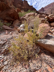 Mortonia utahensis, photograph (c) Kenzie Anderson-Bell, some rights reserved (CC BY)