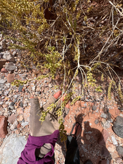 Mortonia utahensis, photograph (c) Kenzie Anderson-Bell, some rights reserved (CC BY)