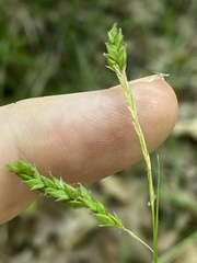 Carex debilis debilis