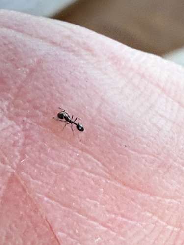 Little Black Ants