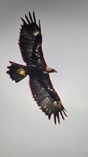 Golden Eagle