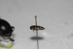 Acmaeodera bowditchi