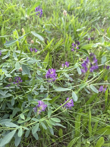 Alfalfa