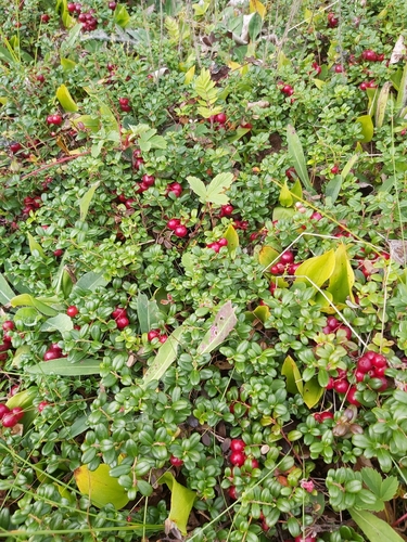 Lingonberry