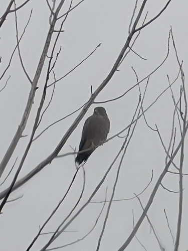 Swainson's Hawk