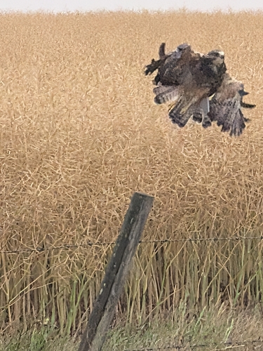 Swainson's Hawk