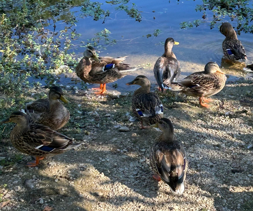 iNaturalist image