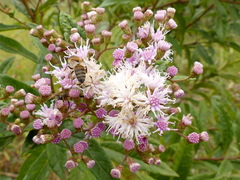 Vernonanthura polyanthes