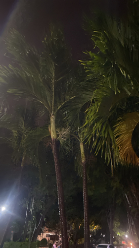 Manila Palm