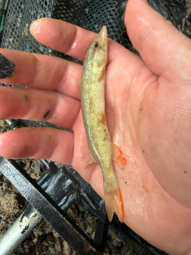 Redfin Pickerel