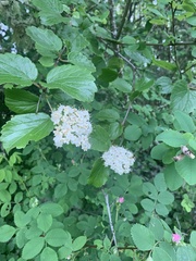Viburnum ellipticum
