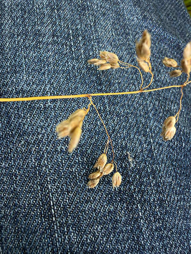 northern sweetgrass